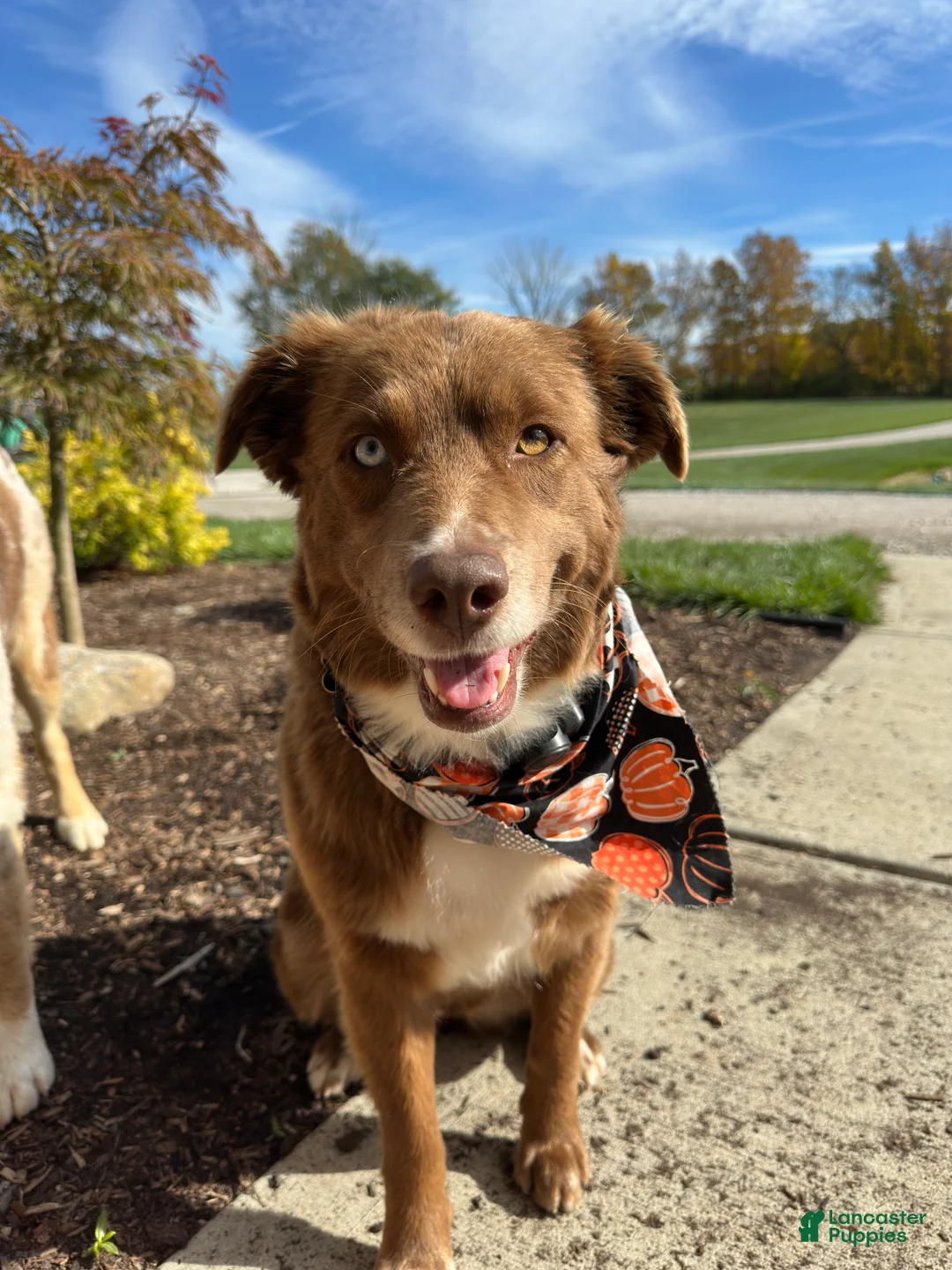 Miniature Australian Shepherd dogs for sale: Ozzie Jr. - Ad 3