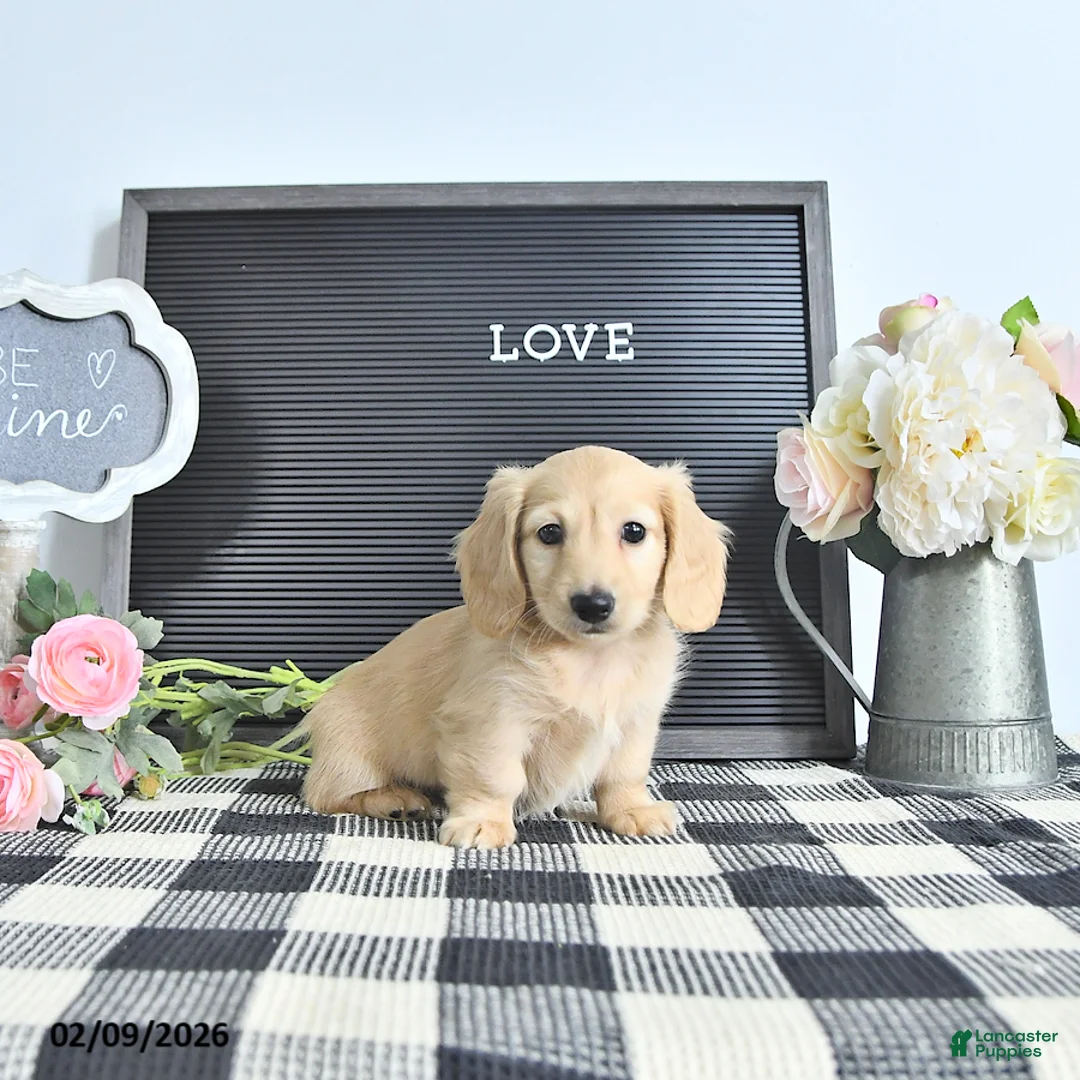 Miniature Dachshund dogs for sale: Remi  - Ad 1