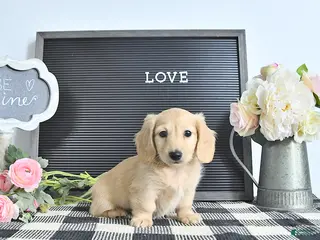 Miniature Dachshund dogs Remi - Ad 41