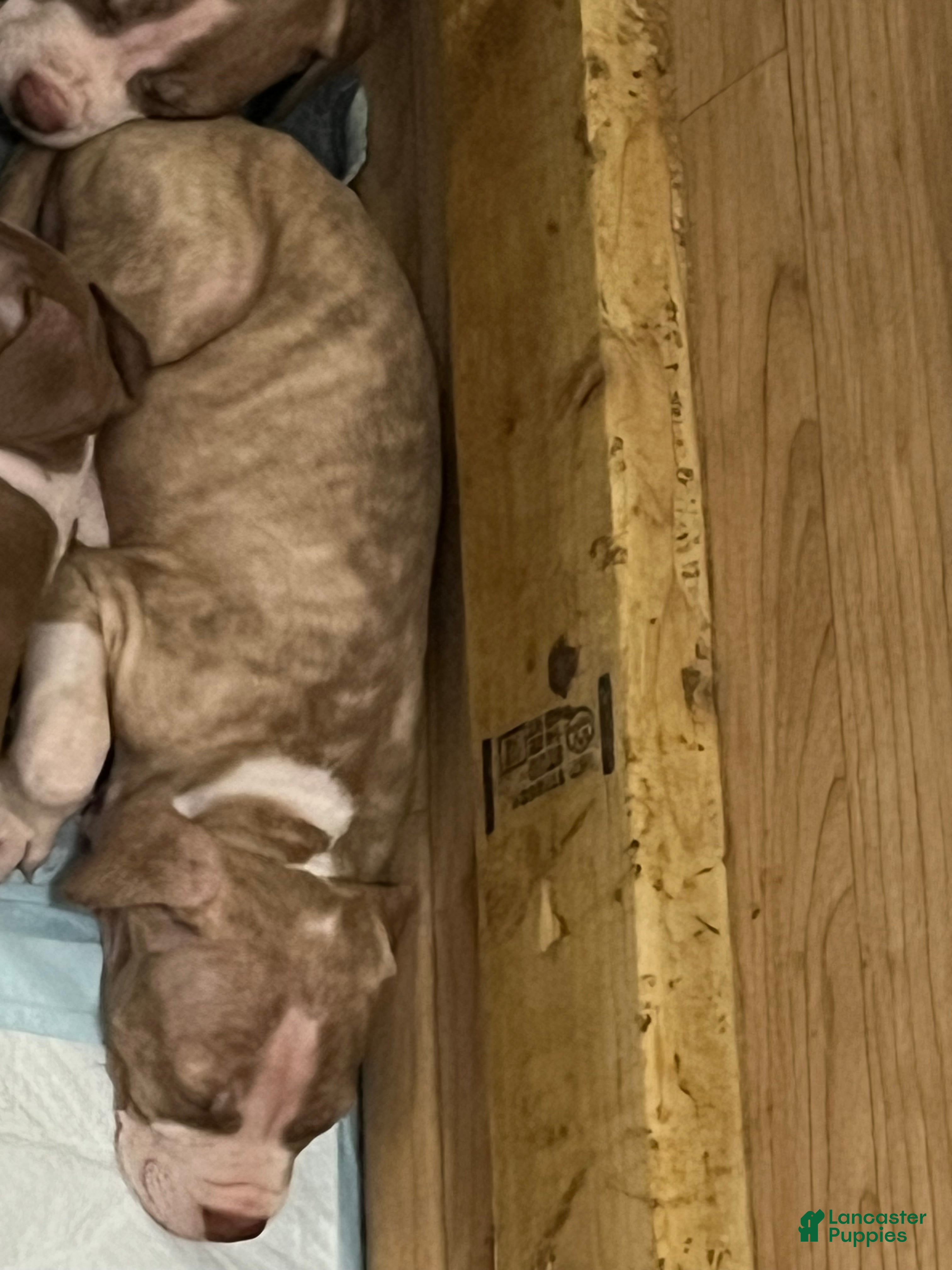 Bull Terrier
