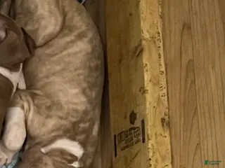 American Pit Bull Terrier dogs American Pit Bull Terrier 1 - Ad 1