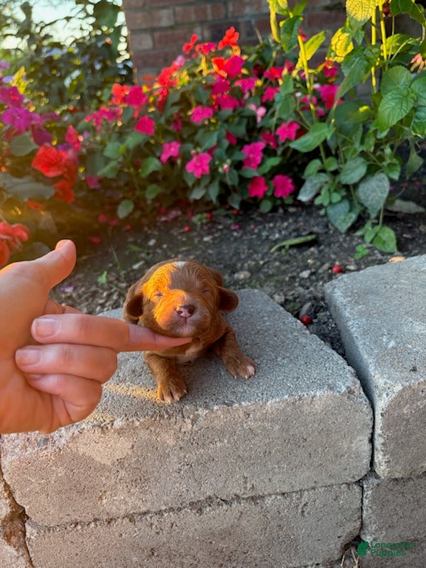Cavapoo dogs Boy 3 - Ad 1