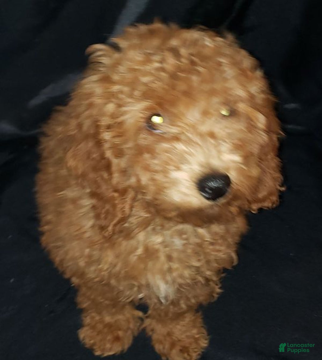 Toy Poodle dogs for sale: Toy Poodle Puppy 1 - Ad 4