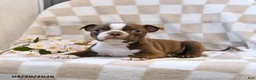 Boston Terrier dogs for sale: Bill - Ad 1