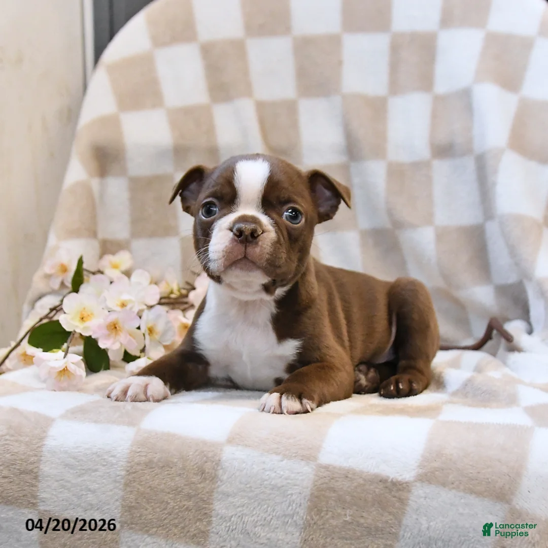 Boston Terrier dogs for sale: Bill - Ad 1