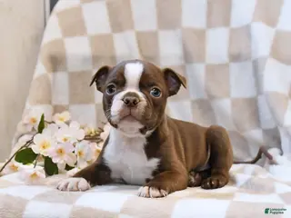 Boston Terrier dogs for sale: Bill - Ad 1