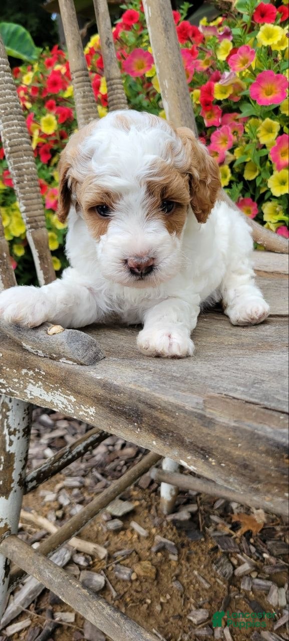 Mini Goldendoodle dogs Angel  - Ad 1