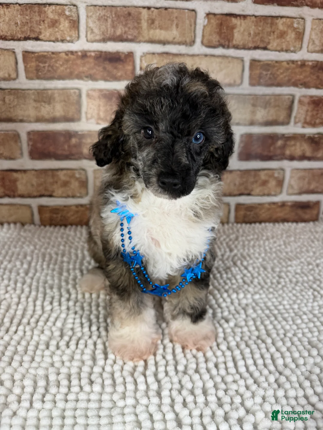 Toy Poodle dogs for sale: AKC Wilder - Ad 2