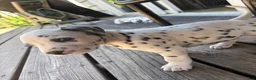 Dalmatian dogs for sale: Dalmatian 1 - Ad 5