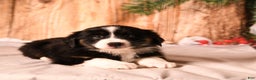 Miniature Australian Shepherd dogs for sale: Elf - Ad 4