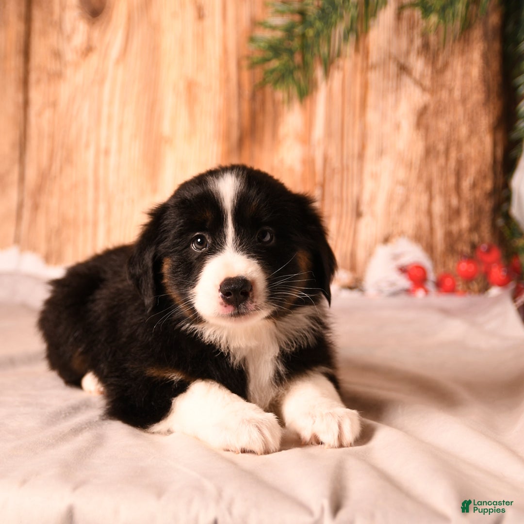 Miniature Australian Shepherd dogs for sale: Elf - Ad 4