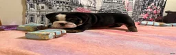 English Bulldog dogs for sale: Rome - Ad 4