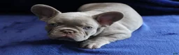 French Bulldog dogs for sale: Orange_M_2026 - Ad 2