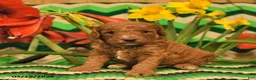 Mini Goldendoodle dogs for sale: Jumper  - Ad 3