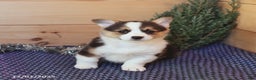 Welsh Corgi Pembroke dogs for sale: Handsome - Ad 3
