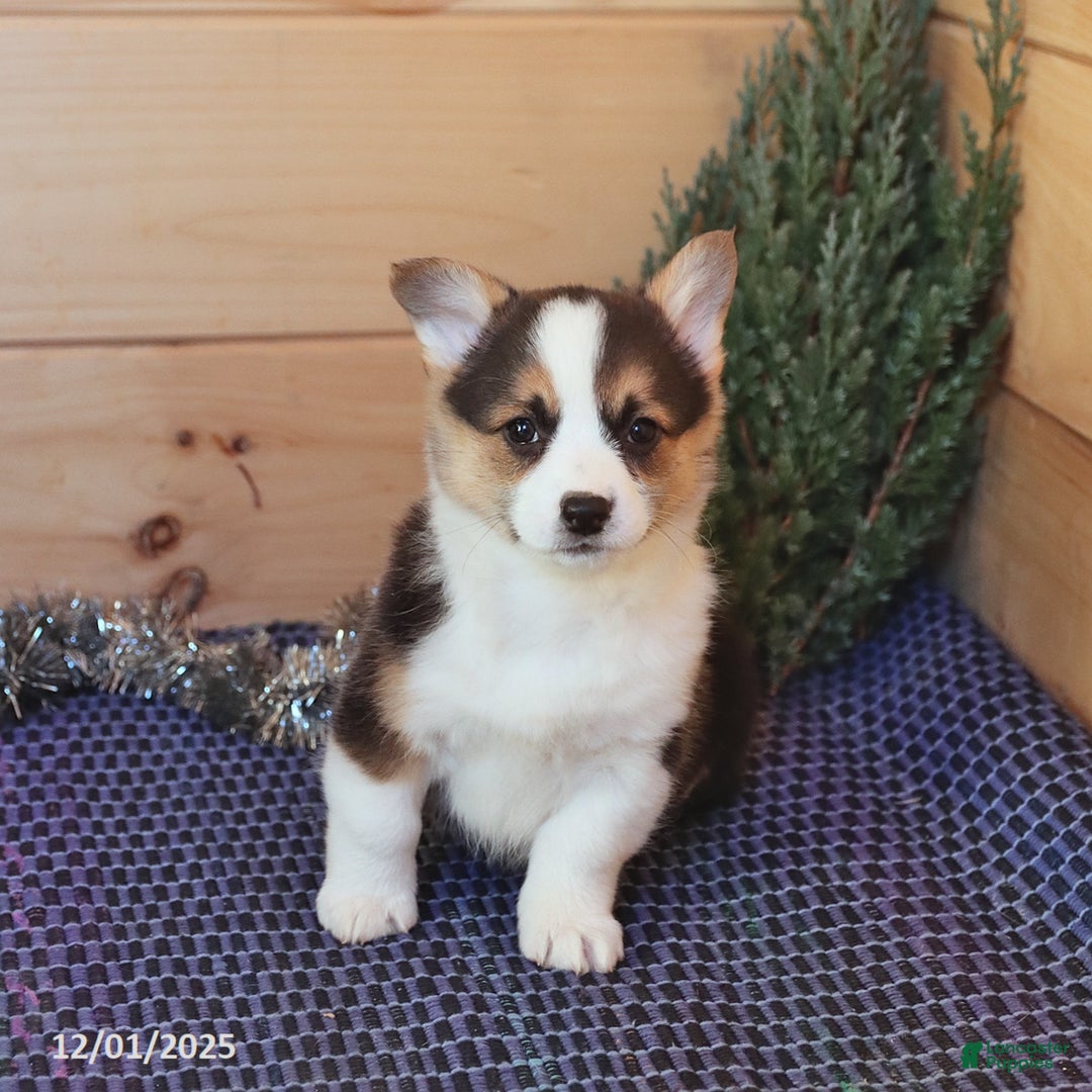 Welsh Corgi Pembroke dogs for sale: Handsome - Ad 3