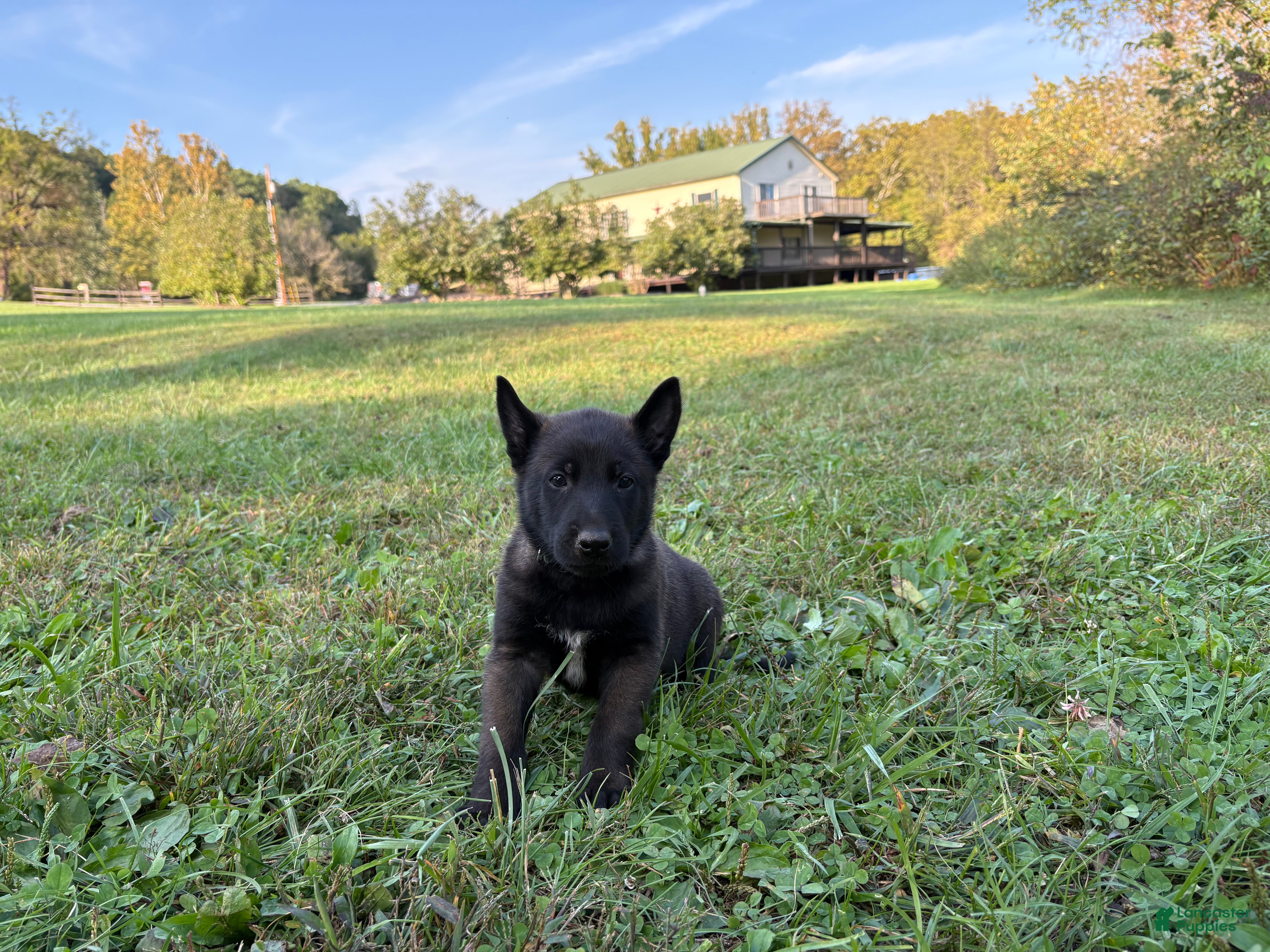 Belgian Malinois