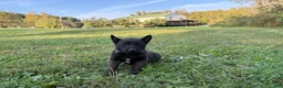 Belgian Malinois dogs for sale: Bruce Wayne (dark green) - Ad 1