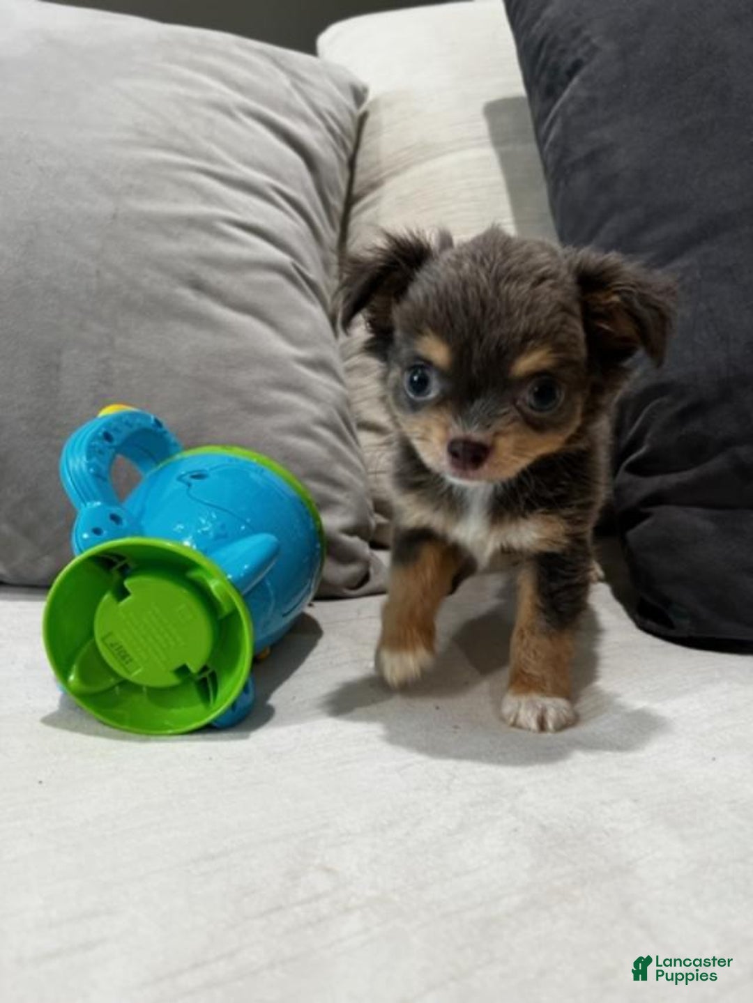Chihuahua dogs for sale: Teacup Chihuahua Puppy - Ad 3