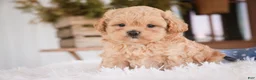 Shihpoo dogs for sale: Crockett - Ad 3