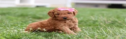 Mini Goldendoodle dogs for sale: Tessa - Ad 4