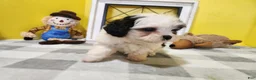 Teddy Bear dogs for sale: Claude - Ad 6
