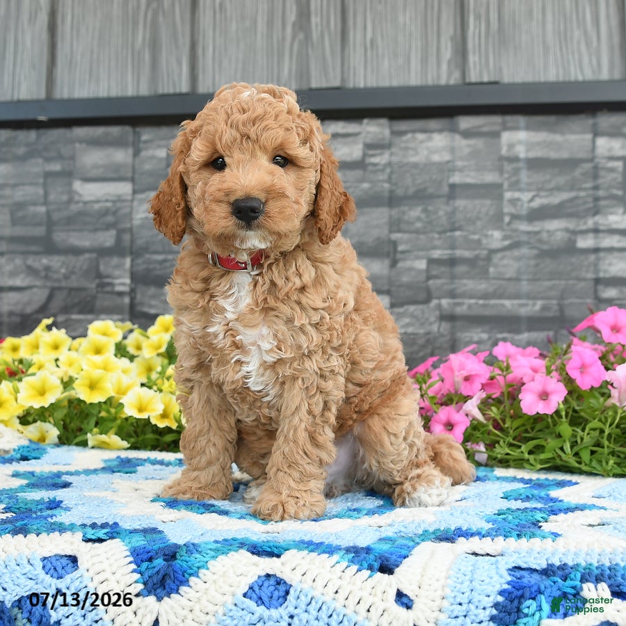 Mini Goldendoodle dogs Huffy  - Ad 2