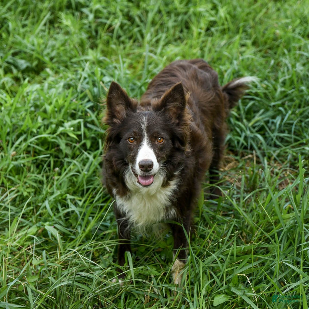 Border Collie dogs for sale: Hickory - Ad 4