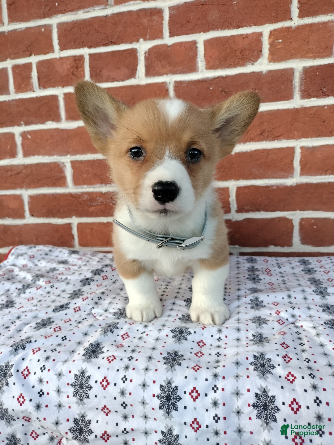 Welsh Corgi Pembroke dogs for sale: Miles - Ad 2
