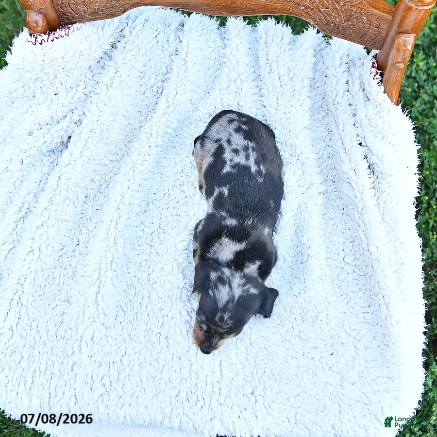 Miniature Dachshund dogs Callie   EXTRA SMALL - Ad 2