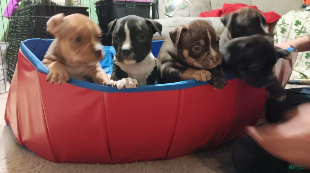 American Bully dogs for sale: American Bully Puppy 8 - Ad 8