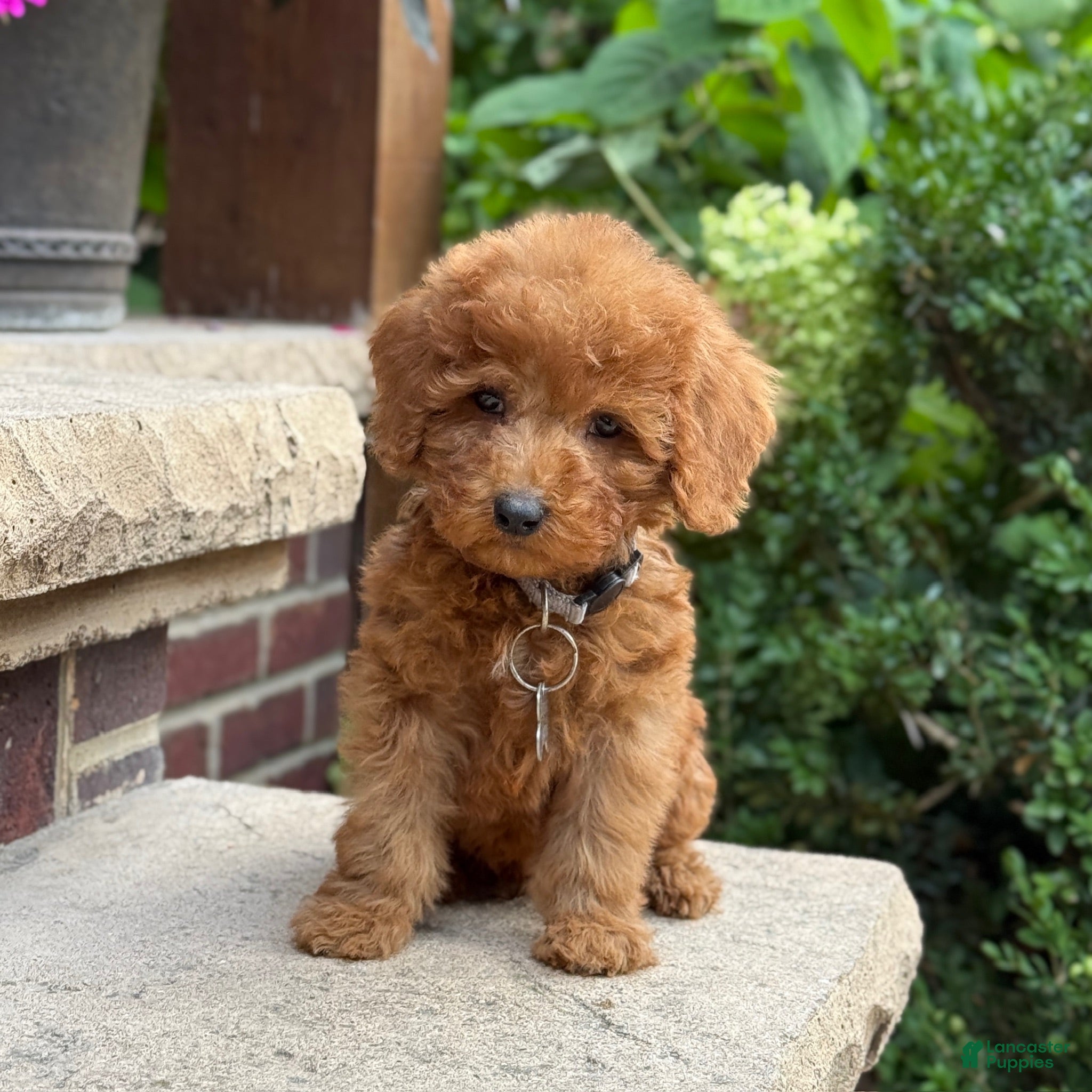 Toy Poodle Ale Kai Poodles Silver Standard Poodle Puppies For Sale