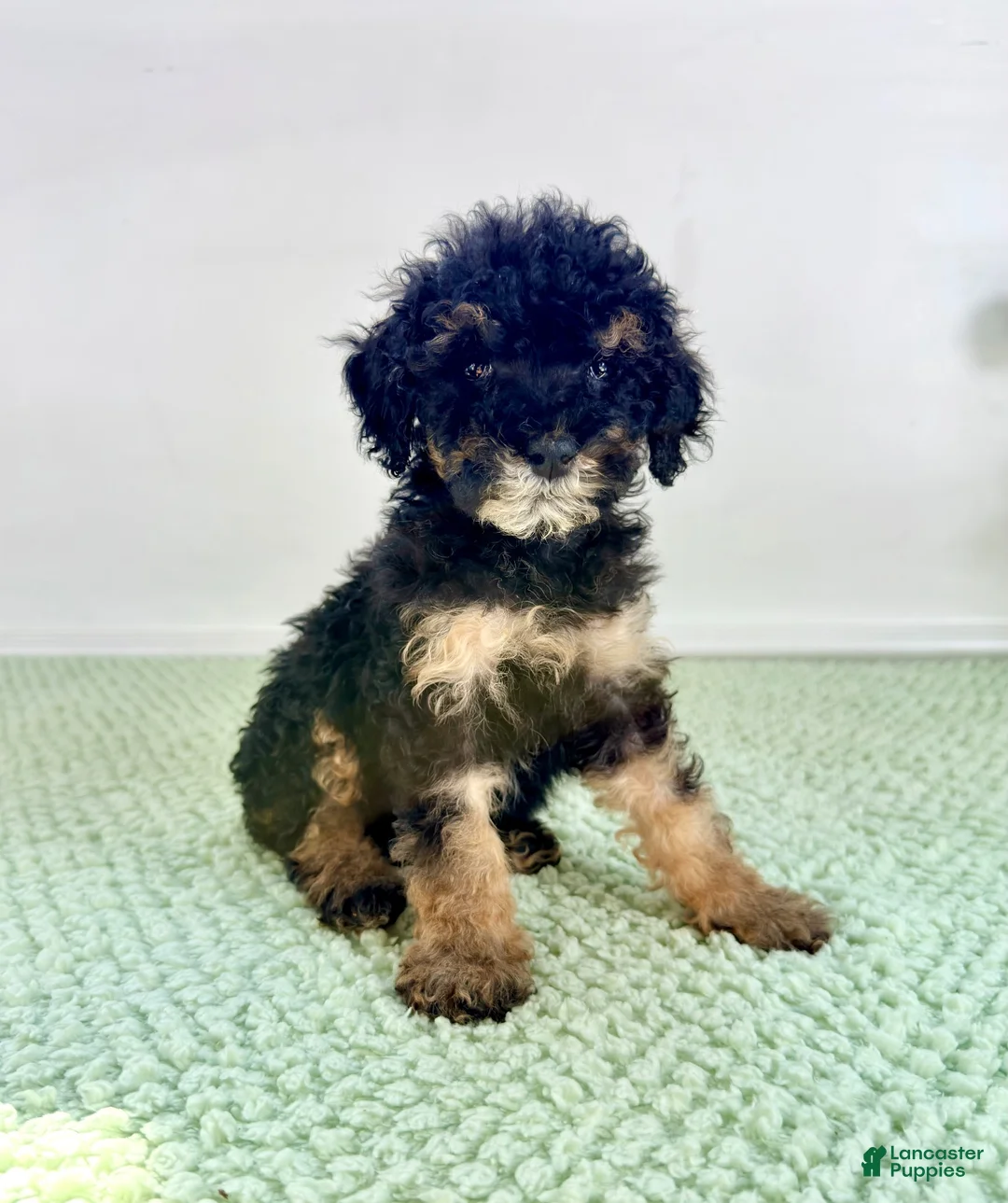 Bernedoodle dogs for sale: Sabrina - Ad 5