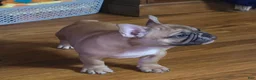 French Bulldog dogs for sale: Frankie - Ad 3