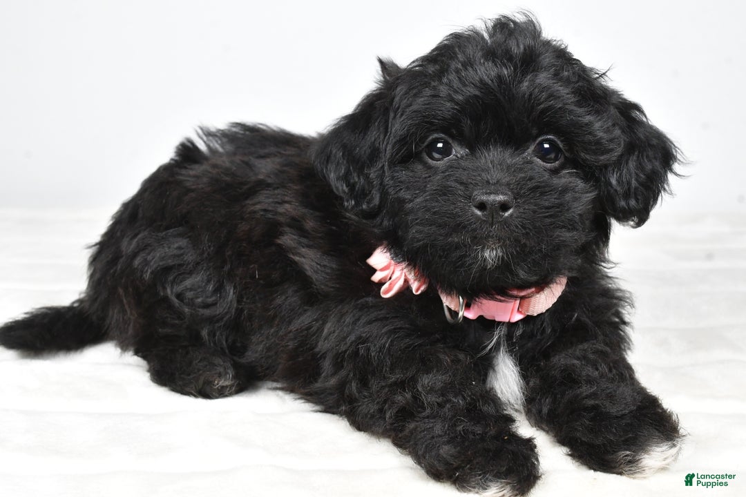 Shihpoo dogs for sale: Indie - Ad 4