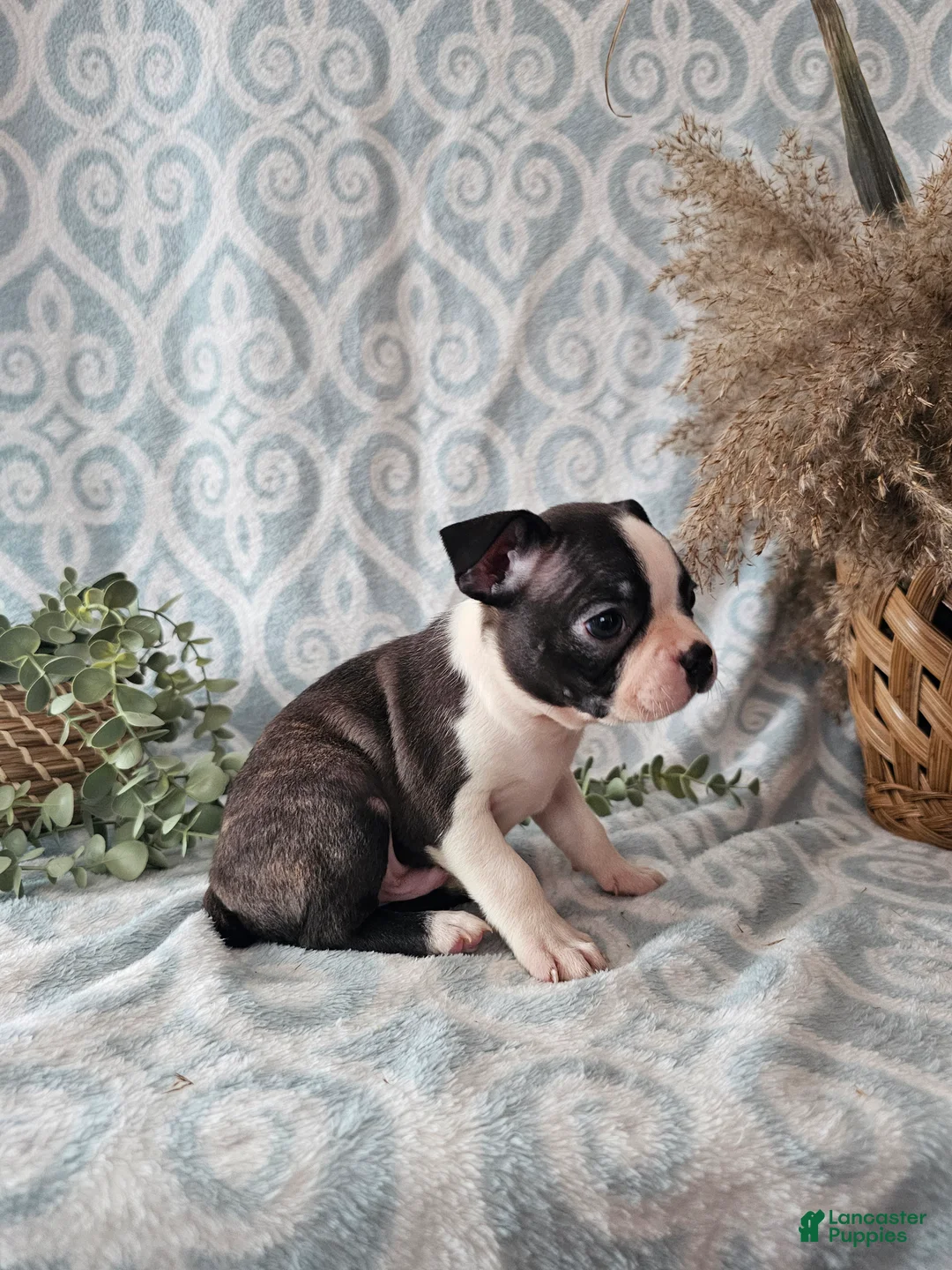 Boston Terrier dogs for sale: Boston Terrier Puppy 3 - Ad 5