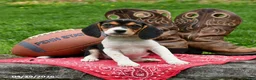 Beagle dogs for sale: Shiloh - Ad 2