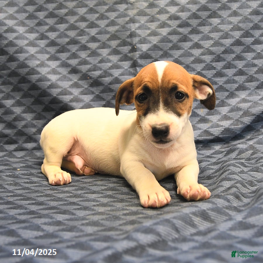 Jack Russell Terrier dogs Barky - Ad 7