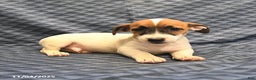 Jack Russell Terrier dogs for sale: Barky - Ad 1