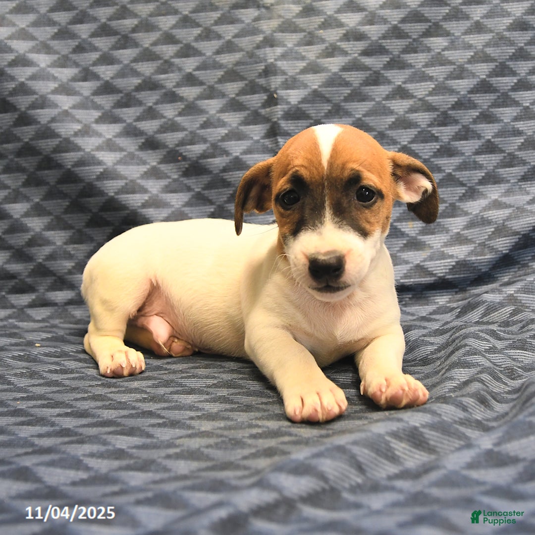 Jack Russell Terrier dogs for sale: Barky - Ad 1
