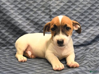 Jack Russell Terrier dogs Barky - Ad 21