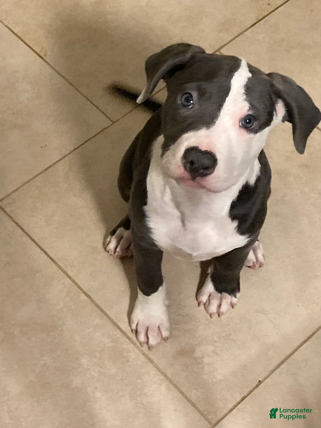 American Bully dogs for sale: American Bully Puppy 4 - Ad 2