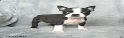Boston Terrier dogs for sale: Skylar - Ad 2