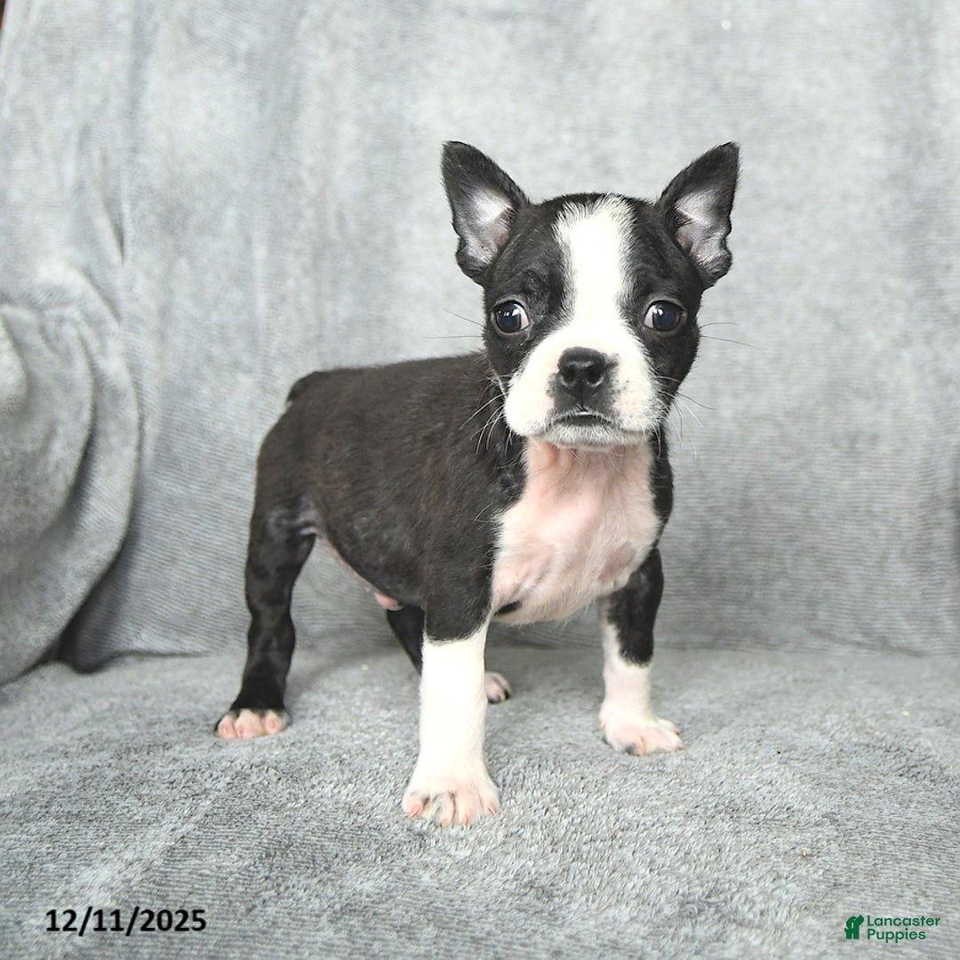Boston Terrier dogs for sale: Skylar - Ad 2