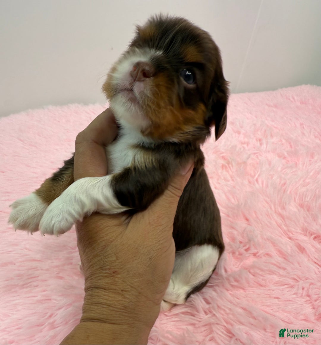Cavalier King Charles Spaniel dogs for sale: Ava - Ad 7