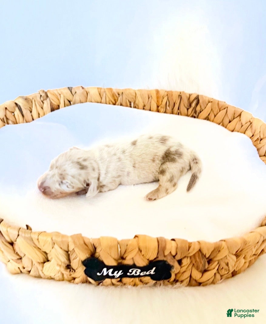 Miniature Dachshund dogs Pearl - Ad 37