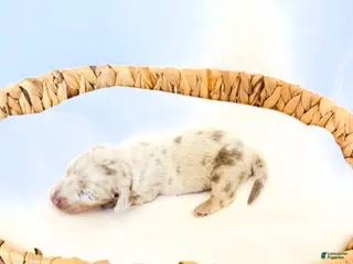Miniature Dachshund dogs Pearl - Ad 6