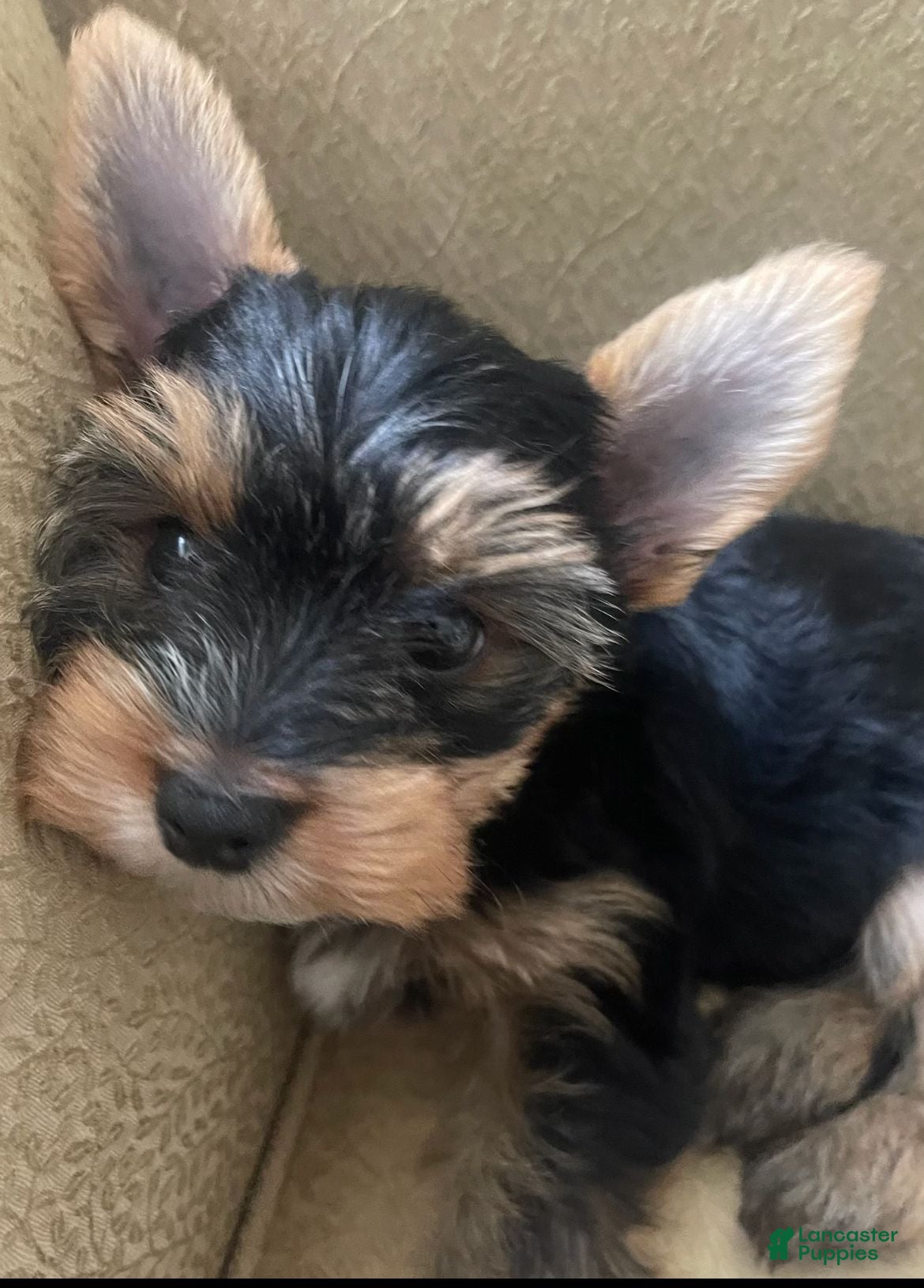 Yorkshire Terrier dogs Barry - Ad 2