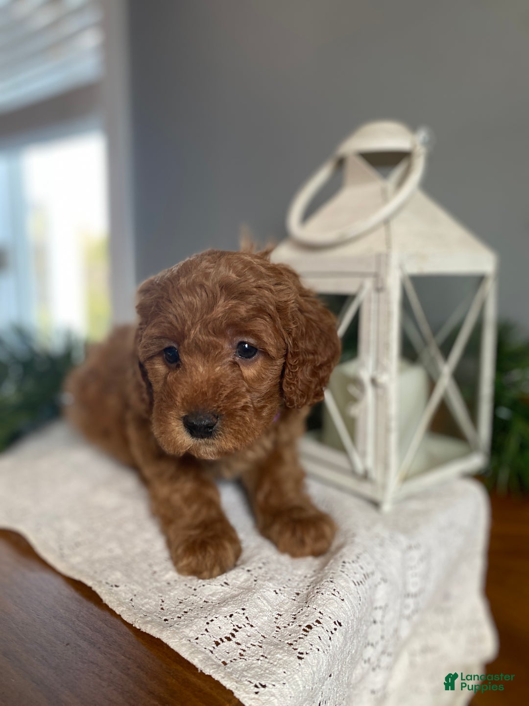 Mixed Breed dogs for sale: Carol  - Ad 2