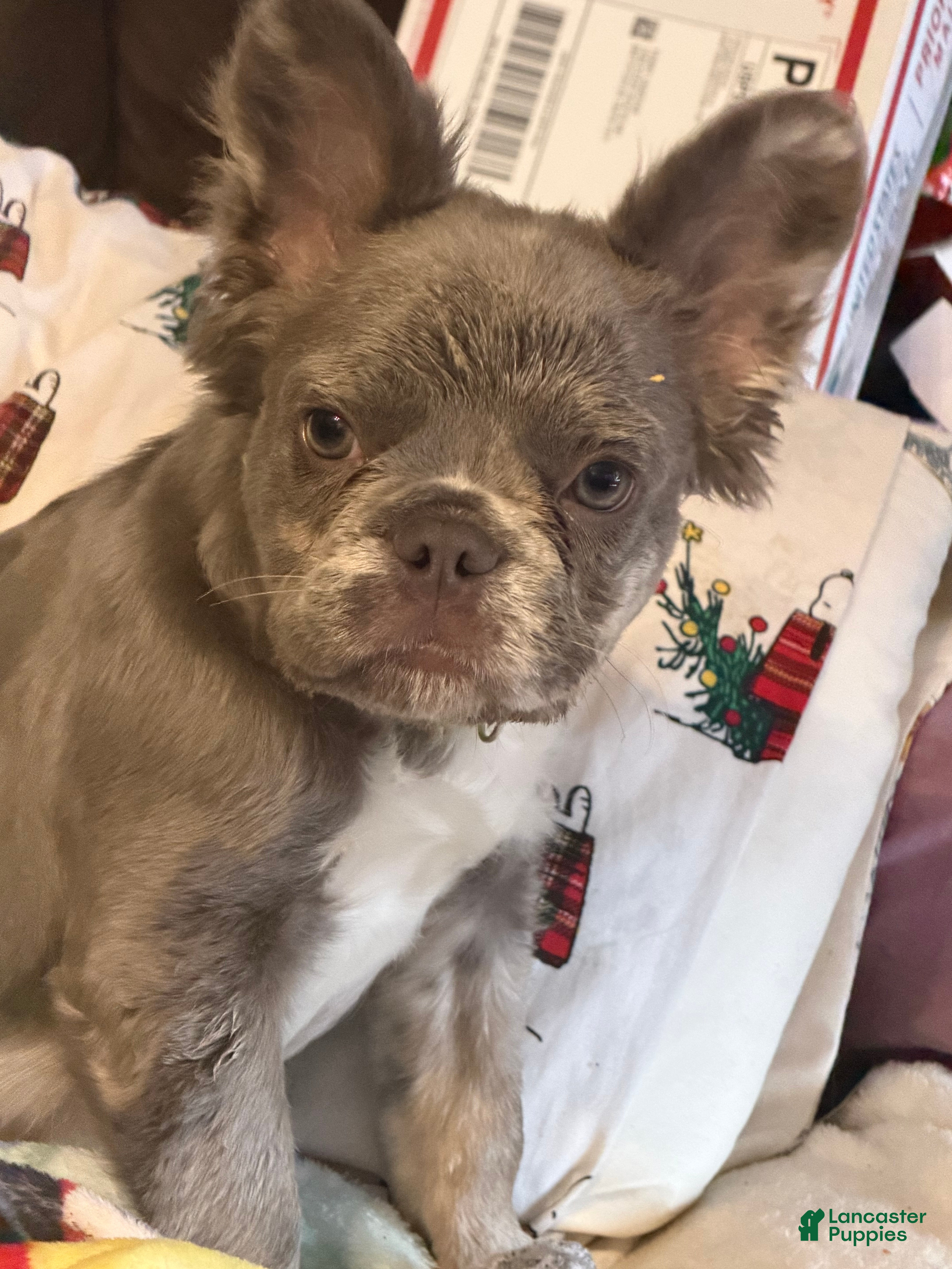 French Bulldog dogs Fluffy French Bulldog Puppy  - Ad 2